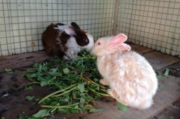 Rabbit Eating Vegetable - Funny and Cute Baby Bunny Rabbit Videos Compilation - Cute Rabbits Videos