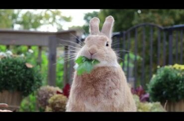 Funny Baby Funny Rabbits Videos || Beautiful and Cutest Rabbits Video Compilation