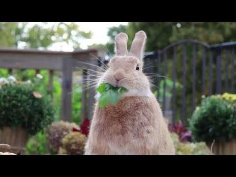 Funny Baby Funny Rabbits Videos || Beautiful and Cutest Rabbits Video Compilation