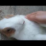 #sleepingrabbit #cuterabbit #rabbit