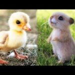 Cute baby animals Videos Compilation cutest moment of the animals - Animals Soo Cute! #2