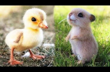 Cute baby animals Videos Compilation cutest moment of the animals - Animals Soo Cute! #2
