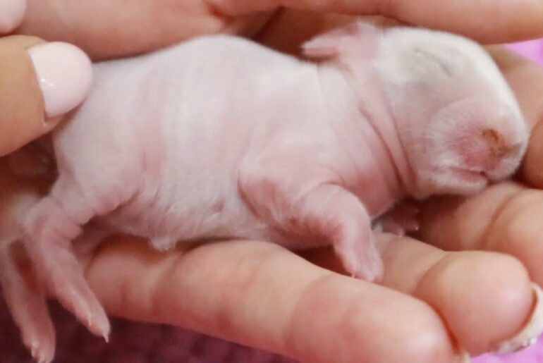 Day 3 after birth/ Cute defenseless newborn rabbits