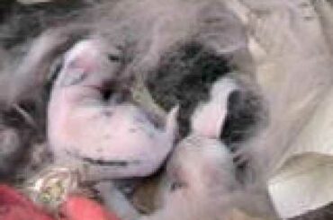 Baby bunnies. Third day