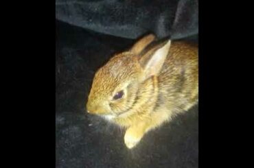 My cat brought me a baby bunny.