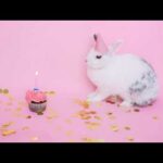 Funny Baby Bunny Rabbit Videos #1- Cute Rabbits