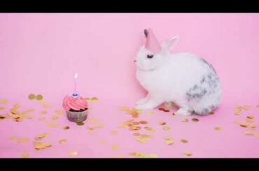 Funny Baby Bunny Rabbit Videos #1- Cute Rabbits