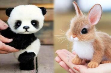 Baby Animals: Cute and Funny Baby Animals Compilation - CuteVN
