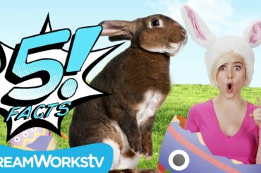 5 Cute Facts About Bunnies | 5 FACTS