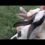 Funny Baby Rabbit Videos || Cute Baby Rabbits || Cute Bunnies Video