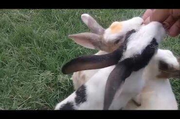 Funny Baby Rabbit Videos || Cute Baby Rabbits || Cute Bunnies Video