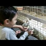 Cute Bunny videos Love for Rabbit