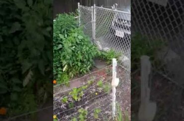 THERE'S A BABY RABBIT LIVING IN MY FUCKING GARDEN!
