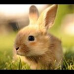 cute bunny lol
