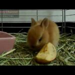 Cute bunny Rabbit eating an apple !! Part.2 Netherland Dwarf