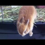 Cute Bunny in a panic!! Netherland Dwarf 子うさぎ危機一髪!!