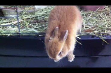 Cute Bunny in a panic!! Netherland Dwarf 子うさぎ危機一髪!!