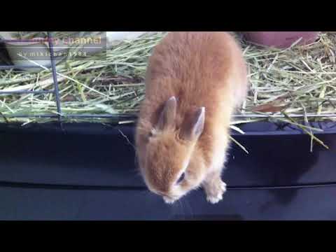 Cute Bunny in a panic!! Netherland Dwarf 子うさぎ危機一髪!!