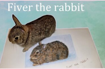 Fiver the rabbit!