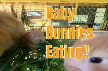 angora rabbit mom and babies eating fresh grass
