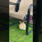 Meet Brownie My cute rabbit!!!🐰