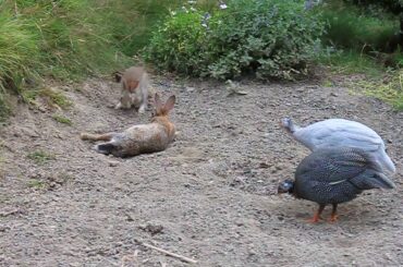 Baby rabbit and Mum having dustbath and along comes baby Guinea Fowl