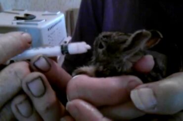 Feeding a baby Jack Rabbit