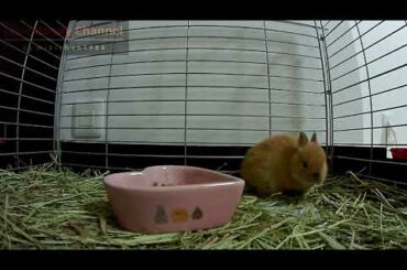 Wake up!!　Big Yawning Baby Bunny Rabbit・Cute Netherland Dwarf