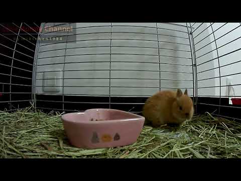 Wake up!! Big Yawning Baby Bunny Rabbit・Cute Netherland Dwarf Wake up!! Big Yawning Baby Bunny Rabbit・Cute Netherland Dwarf