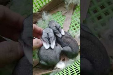 The Cutest Baby Bunny Rabbit