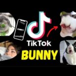 TikTok Bunny Video Completion VERY CUTE & FUNNY I Bunny Love I