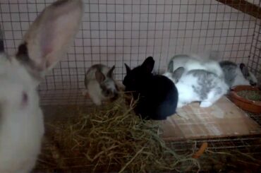 Baby bunnies at 3 weeks old