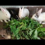 Rabbit - Rabbit Eating - Rabbit Videos - Funny Baby Bunny Rabbit Videos Compilation - Cute Rabbits