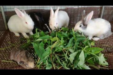 Rabbit - Rabbit Eating - Rabbit Videos - Funny Baby Bunny Rabbit Videos Compilation - Cute Rabbits