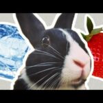 Bunny ice strawberry asmr // Satisfying!