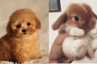 Cute Bunny And Cute puppy