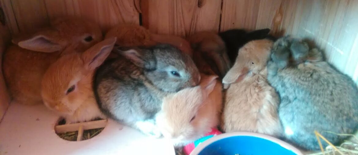 Filhotes de Mini Coelho Mini Lop bebes coelhinhos recém nascidos como cuidar de filhotes VLOG GAY Filhotes de Mini Coelho Mini Lop bebes coelhinhos recém nascidos como cuidar de filhotes VLOG GAY