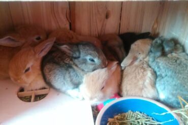 Filhotes de Mini Coelho Mini Lop bebes coelhinhos recém nascidos como cuidar de filhotes VLOG GAY