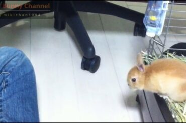 Cute Bunny Rabbit Now Can Jump!! Netherland Dwarf