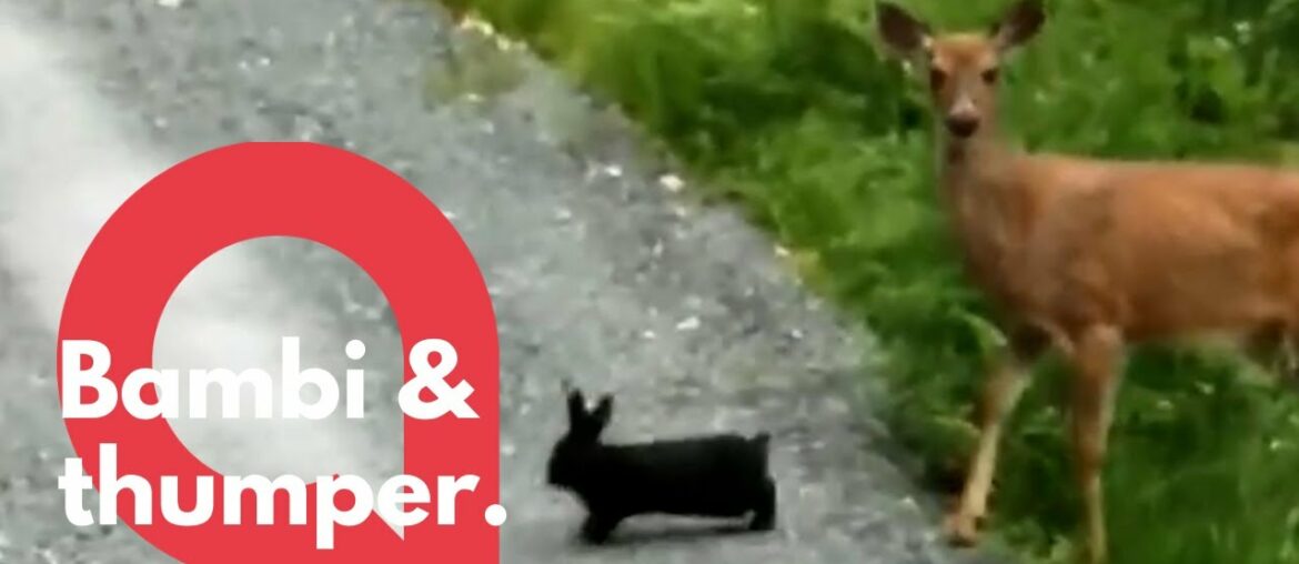 Wild deer and bunny dubbed 'real life Bambi and Thumper' | SWNS Wild deer and bunny dubbed 'real life Bambi and Thumper' | SWNS
