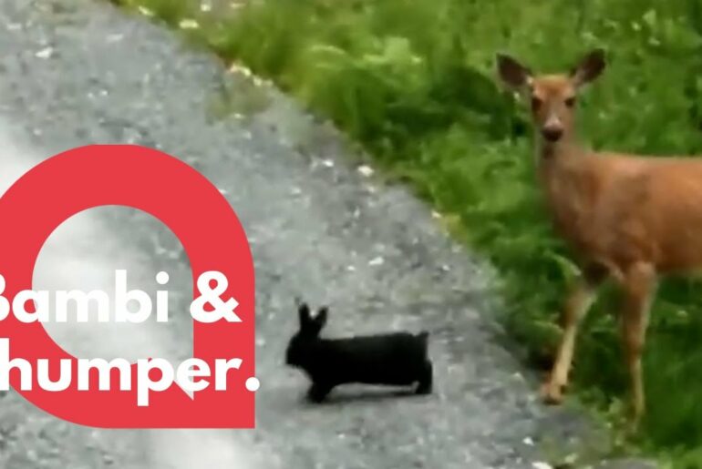 Wild deer and bunny dubbed 'real life Bambi and Thumper'  | SWNS