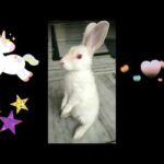 Bunny loves to stand 😆 funny and cute baby bunny Rabbit videos 🐰baby animal video