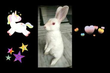 Bunny loves to stand 😆 funny and cute baby bunny Rabbit videos 🐰baby animal video