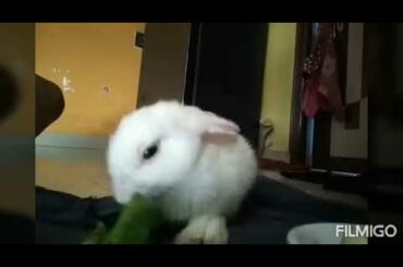 #rabbit 🐰 #Chikur #Dinner time