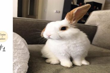 Cutest bunnies /  Bunnies playing / Bunnies eating / Compilation #1 / Heaven of Bunnies
