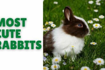 Most Cute And Funny Rabbit