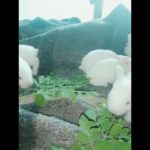 Lovely Baby rabbits /mother feeding videos/ For buying contact - 7806903090