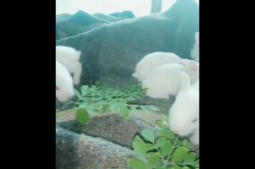 Lovely Baby rabbits /mother feeding videos/ For buying contact - 7806903090
