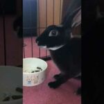 🐇🐇Cute Rabbit Eating 🐇🐇