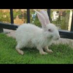 I Saw Cute Rabbit And What Are They Doing | 나는 귀여운 토끼와 그가하는 일을 보았다